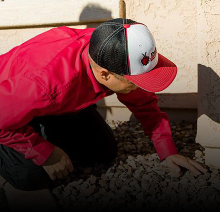 Termite Control